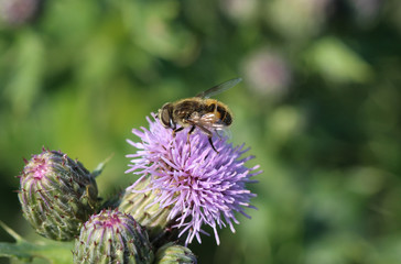 Eristalis arbustorum, a European species of hoverfly, collecting nectar from flower