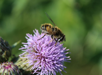 Eristalis arbustorum, a European species of hoverfly, collecting nectar from flower