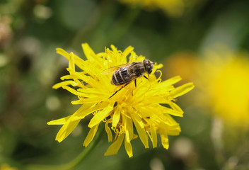Eristalis abusiva, a European species of hoverfly, sitting on flowers collecting nectar