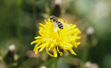 Eristalis abusiva, a European species of hoverfly, sitting on flowers collecting nectar