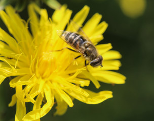 Eristalis abusiva, a European species of hoverfly, sitting on flowers collecting nectar