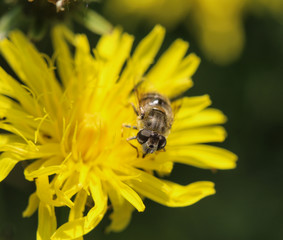 Eristalis abusiva, a European species of hoverfly, sitting on flowers collecting nectar