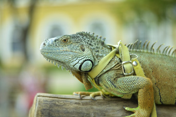 beautiful portrait green iguana in the nature

