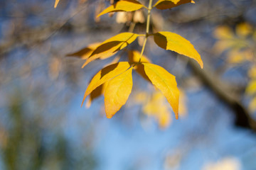 Obraz premium Autumn Colors 