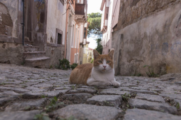 A yellow cat sits in cobblestone in one of  Ayvalik streets