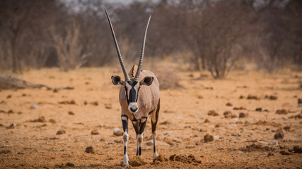 Female oryx antelope in Etosha national park