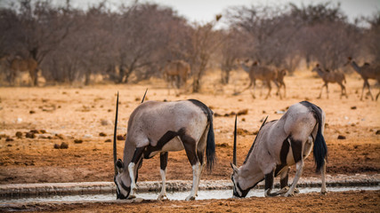 Couple of oryx antelopes in Etosha national park 