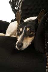 Dutch boerenfox terrier dog lying down in a chair looking and resting isolated on a white background