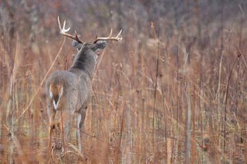 Wjitetail Buck in Cades Cove Smoky Mountain National Park, Tennessee
