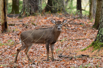 Whitetail Buck in Cades Cove Smoky Mountain National Park, Tennessee