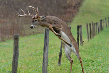 Whitetail Buck jumping fence in Cades Cove Smoky Mountain National Park, Tennessee
