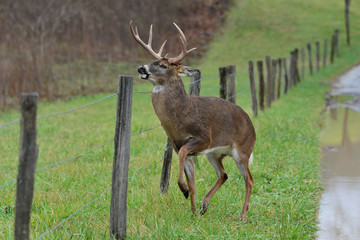 Whitetail Buck fence jumper Cades Cove Smoky Mountain Tennessee