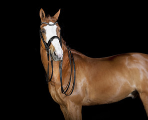 Fototapeta premium Horse big blaze