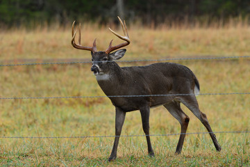 Naklejka na ściany i meble Whitetail in front of fence in Cades Cove Smoky Mountain National Park, Tennessee
