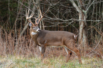 Big Bucks in Cades Cove Smoky Mountain National Park, Tennessee