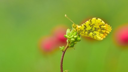 Anthocharis damone  230