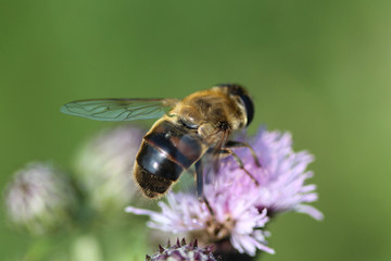 Eristalis similis, a European species of hoverfly, sitting on flower