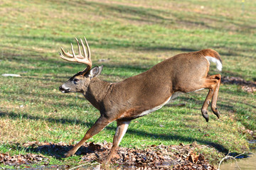 Whitetail Buck running in Cades Cove Smoky Mountain National Park, Tennessee
