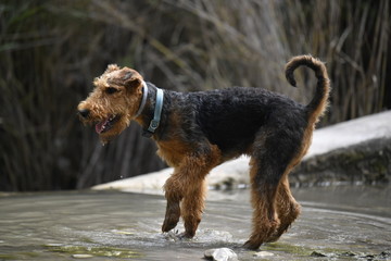 Airedale Terrier dog - puppy 6 month old.