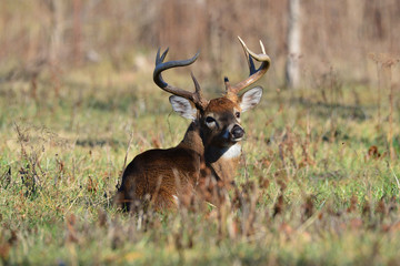 Naklejka na ściany i meble Bedded whitetail buck in Cades Cove Smoky Mountain National Park, Tennessee