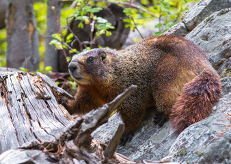 Obraz na płótnie Canvas Curious yellow-bellied marmot (aka 