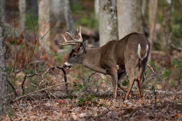 Whitetail Bucks in Cades Cove Smoky Mountain National Park, Tennessee