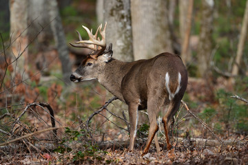 Whitetail in Cades Cove Smoky Mountain National Park, Tennessee