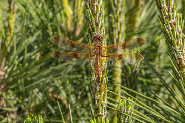 Dragonfly