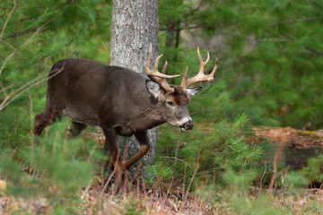 Whitetail Buck in Cades Cove Smoky Mountain National Park, Tennessee