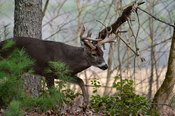 Naklejka na ściany i meble Buck walking in Woods Cades Cove Smoky Mountain National Park, Tennessee