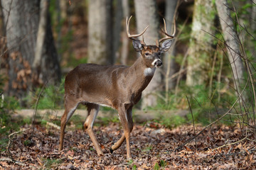 Naklejka na ściany i meble Whitetail Buck in Woods in Cades Cove Smoky Mountain National Park, Tennessee