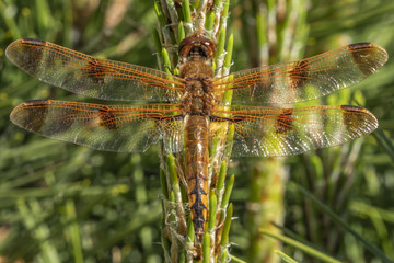 Dragonfly