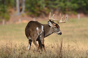 Naklejka na ściany i meble Whitetail Buck in Smoky Mountain National Park, Tennessee