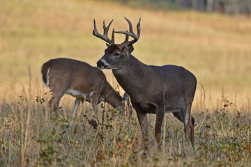Cades Cove Deer in Rut, Smoky Mountain National Park, Tennessee