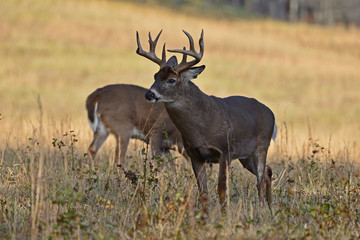 Naklejka na ściany i meble Whitetails in rut in Smoky Mountain National Park, Cades Cove, Tennessee