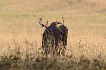 Whitetail deer in Cades Cove Smoky Mountain National Park, Tennessee