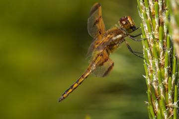Dragonfly