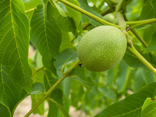 fresh walnuts