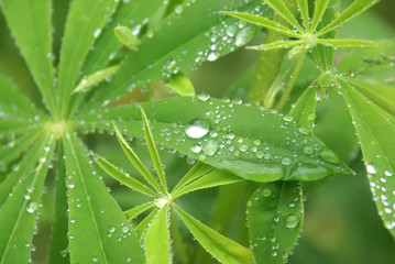 The dew on the leaves