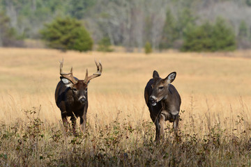 Whitetails in Cades Cove Smoky Mountain National Park Tennessee