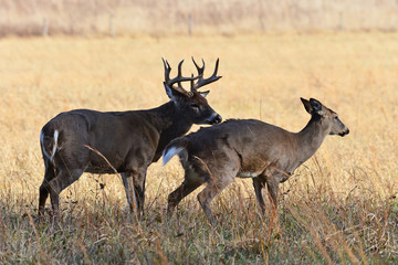 Fototapeta premium Bucks in Rut in Cades Cove Smoky Mountain National Park, Tennessee