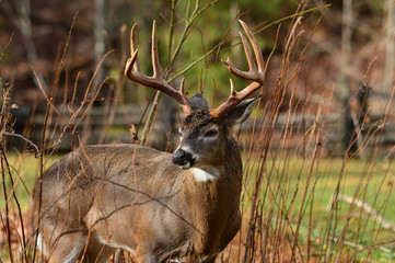 Whitetail in Cades Cove Smoky Mountain National Park, Tennessee