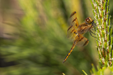 Dragonfly