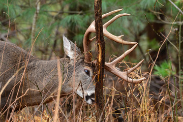 Buck in Cades Cove Smoky Mountain National Park, Tennessee