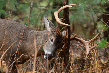 Buck in Cades Cove Smoky Mountain,Tennessee