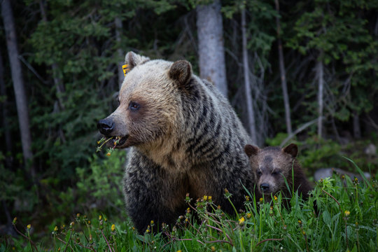 Mother Grizzly Bear with her cubs is eating weeds and grass in the nature. Taken in Banff National Park, Alberta, Canada.