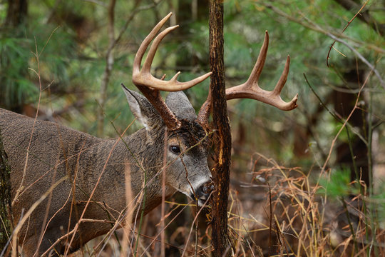 Whitetail rub in Cades Cove Smoky Mountain National Park, Tennessee