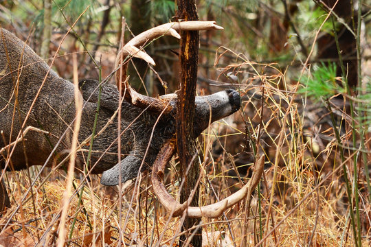 Whitetail making a rub in Cades Cove Smoky Mountain National Park, Tennessee