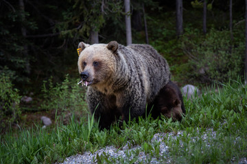 Mother Grizzly Bear with her cubs is eating weeds and grass in the nature. Taken in Banff National Park, Alberta, Canada.