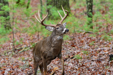 Whitetail in Woods in Cades Cove Smoky Mountain National Park, Tennessee